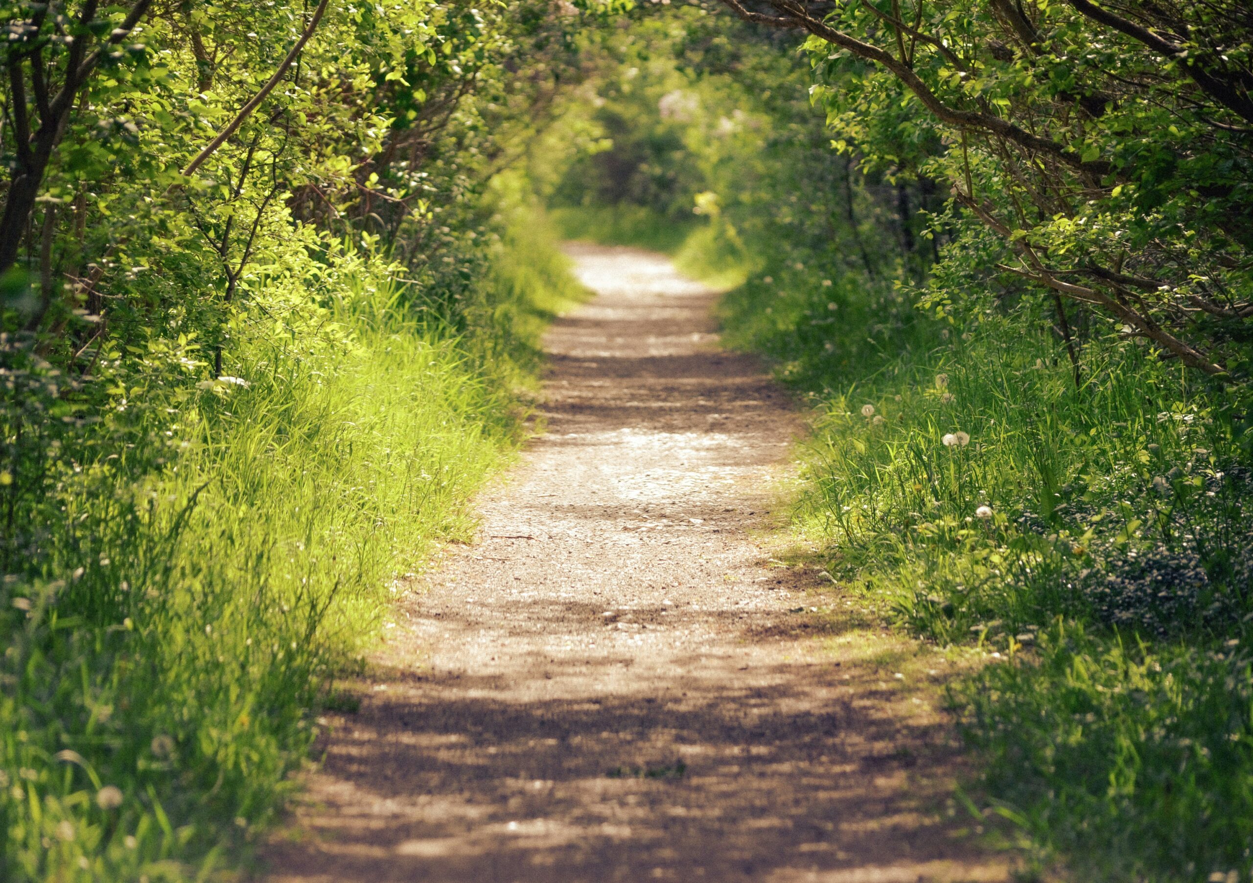 sentiers sur les chemins de bernadette